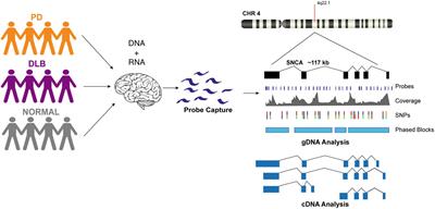 The Landscape of SNCA Transcripts Across Synucleinopathies: New Insights From Long Reads Sequencing Analysis